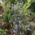 La garrigue