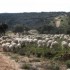 La garrigue