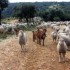 La garrigue