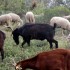 La garrigue