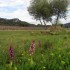La garrigue