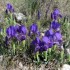 Garrigue (suite)