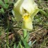 Garrigue (suite)
