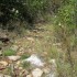 Garrigue (suite)