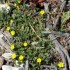Garrigue (suite)