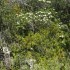 Garrigue (suite)