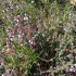 Garrigue (suite)