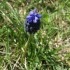 Garrigue (suite)