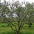 Garrigue autour de Nîmes