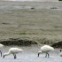 Baie de Somme, de A à C...