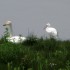 baie de Somme, de S à ...
