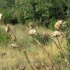 La Combe des Bourguignons