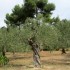 La Combe des Bourguignons
