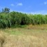 Garrigue autour de Nîmes (2)