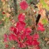Couleurs d'automne