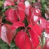 Couleurs d'automne