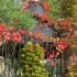 Couleurs d'automne