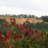 Couleurs d'automne