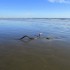 Bord de mer... sans grande mar