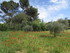 Saint Rémy de Provence