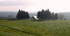 Aubrac (1)