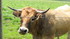 Aubrac (1)
