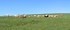 Aubrac (3)