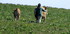 Aubrac (3)