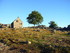 Aubrac (4)