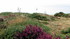 Belle-ile (4)