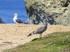 Belle-ile (4)