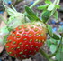 Au jardin
