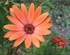 Au jardin