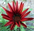 Au jardin