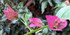 Au jardin
