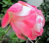 Au jardin