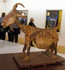 Musée Picasso