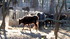 Camargue