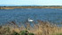 Camargue