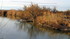 Camargue (suite)