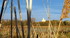 Camargue (suite)