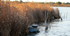 Camargue (suite)