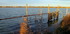 Camargue (suite)