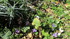 Le point sur le jardin