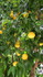 Le point sur le jardin