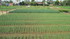 Vietnam, centre: Hoi Han culin