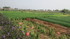 Vietnam, centre: Hoi Han culin