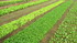 Vietnam, centre: Hoi Han culin