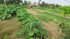 Vietnam, centre: Hoi Han culin