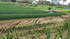 Vietnam, centre: Hoi Han culin